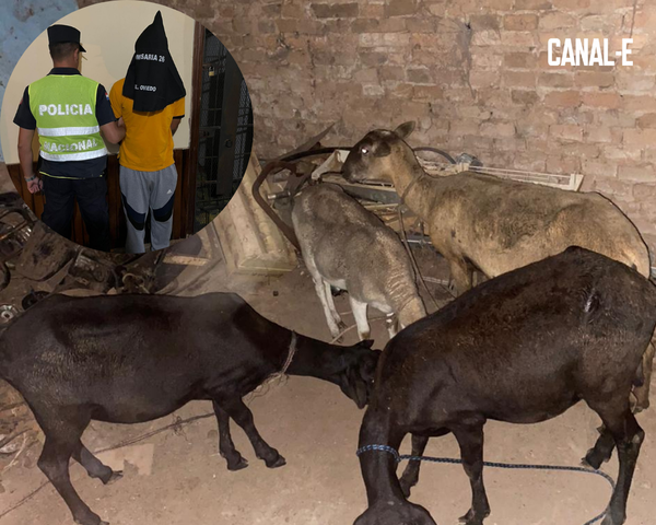 ROBÓ 4 CABRAS PREÑADAS Y QUEDÓ DETENIDO