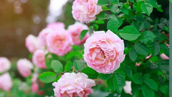 Cuidar las rosas en casa para que luzcan bellas