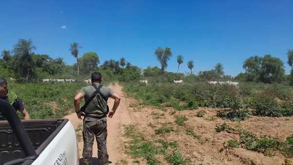 Intento de abigeato: recuperan ganado en una estancia