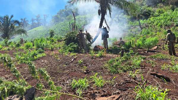 Senad y la Fuerza de Tarea Conjunta incautaron más de una tonelada de marihuana en San Pedro • PARAGUAY TV