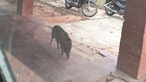 Kure ka’aguy mordió a cocinera de una escuelita en el Chaco