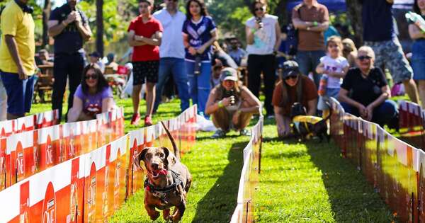 La Nación / Más de 300 perros salchichas corrieron en séptimo encuentro anual de teckel