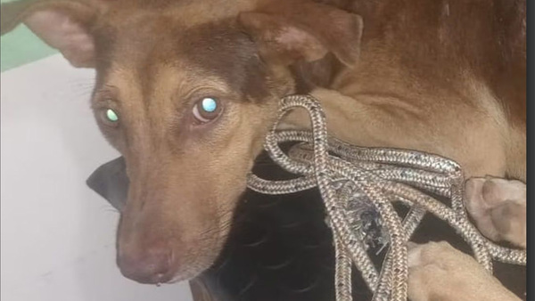 Repudiable abuso a perra en Villa Elisa: Rescatada y en búsqueda de justicia