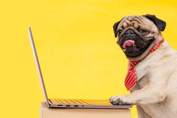 Mascotas en la oficina: ¿sí o no? Beneficios y desafíos de las empresas Pet-Friendly - Mascotas - ABC Color