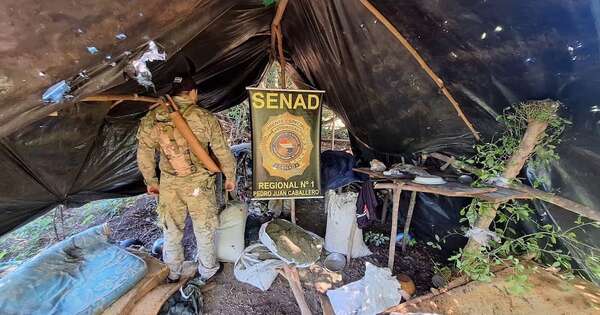 La Nación / Destruyen 24 toneladas de marihuana que tenían como destino final el Brasil