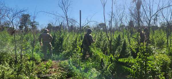 SENAD destruye 9 toneladas de marihuana en Yby Yaú