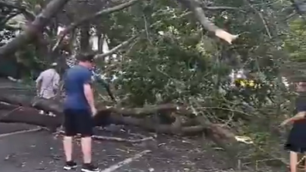 Asunción: Frondoso árbol obstaculizó avenida del Hospital de Trauma