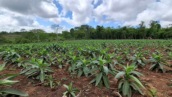 Tradición familiar: producción de tabaco sostiene economía campesina y fortalece lazos comunitarios