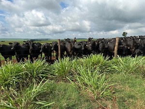 Más de 2.000 Angus y cruzas en concurso de animales gordos: “Esperamos animales jóvenes y carne de calidad”