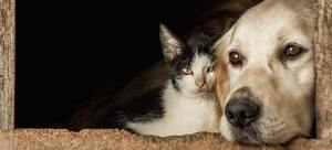 Reforma de ley de protección animal: "Un avance significativo" - San Lorenzo Hoy