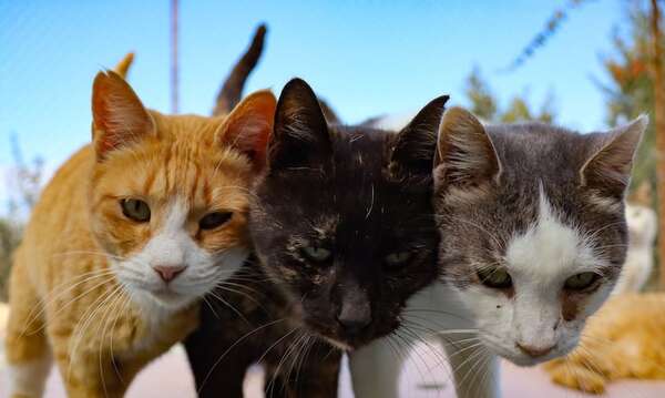Escándalo gatuno en primavera - Mascotas - ABC Color