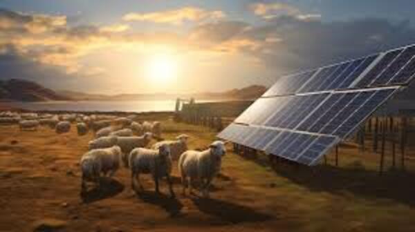 Ovejas entre paneles solares - El Independiente