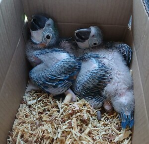 Intervienen tráfico ilegal de animales silvestres en peligro de extinción - .::Agencia IP::.