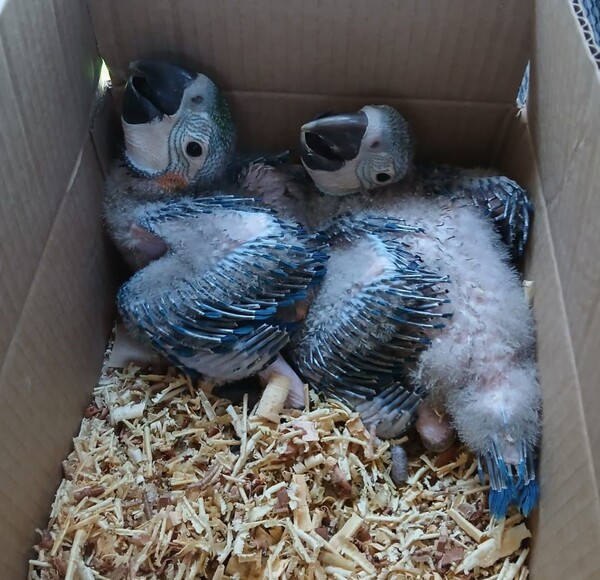 Intervienen tráfico ilegal de animales silvestres en peligro de extinción - .::Agencia IP::.