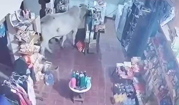 (Video) Cliente inesperado: un toro entró a una despensa en Villalbín