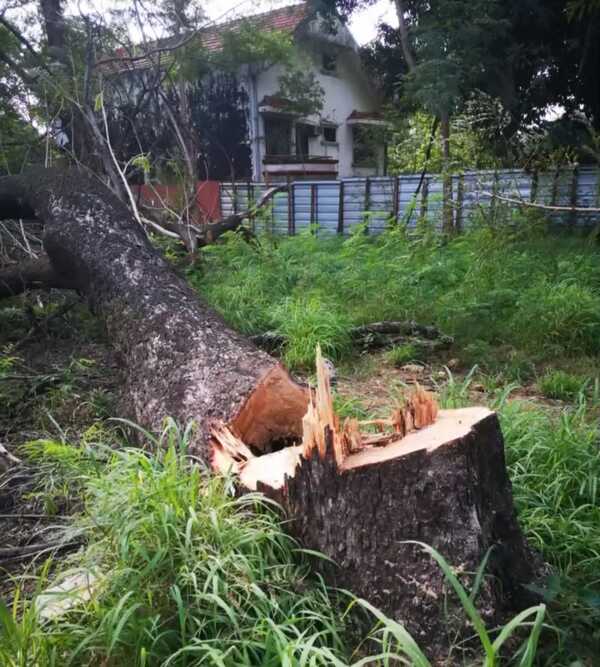 Vecinos denuncian falseamiento de datos para talar bosque San Vicente - Portal Digital Cáritas Universidad Católica