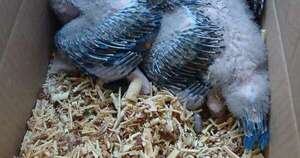 Diario HOY | Detienen a un hombre  por tráfico ilegal de animales silvestres en peligro de extinción