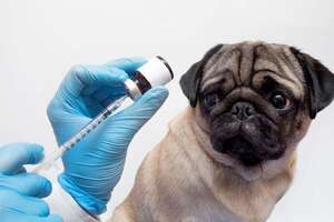 Medicina preventiva en perros: vacunas, antiparasitarios y chequeos que necesita todo cachorro - Mascotas - ABC Color