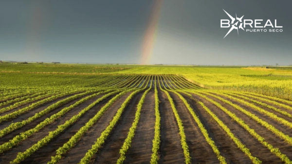 Escenario favorable para el sector agrícola: niveles de lluvia favorecen a los cultivos - Unicanal