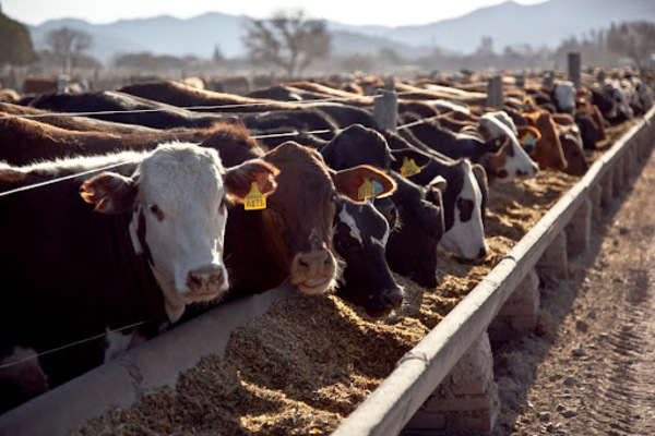 “Hoy no hay productor que no esté pensando en suplementar a su ganado” | Agronegocios | 5Días