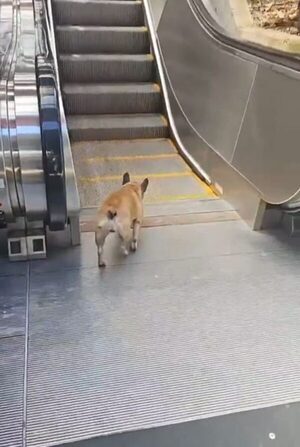 (Video) Jagua’i se pasea en escalera mecánica