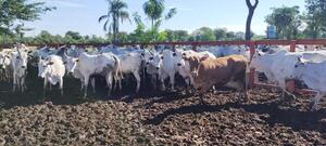Bangor remata el viernes más de 1.000 vacunos en feria de la Regional Teniente Esteban Martínez