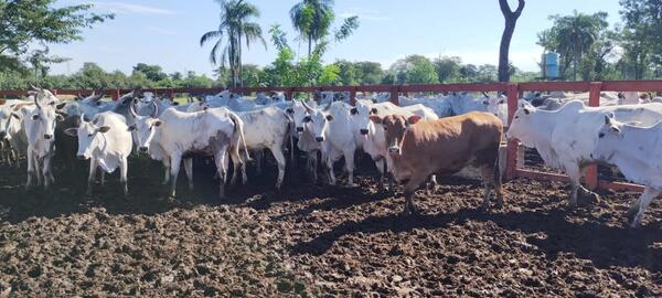 Bangor remata el viernes más de 1.000 vacunos en feria de la Regional Teniente Esteban Martínez