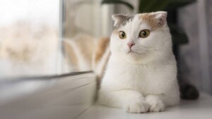 Los gatos y los beneficios de vivir con ellos