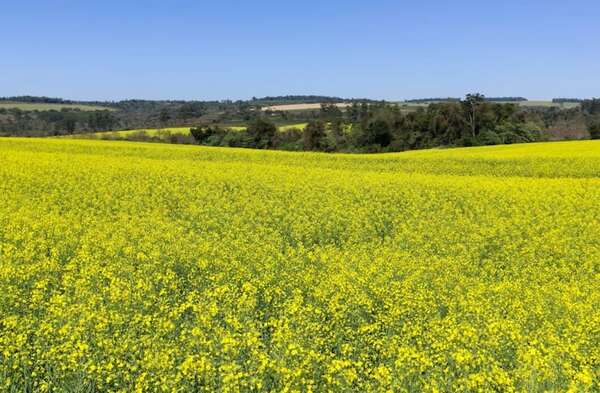 Rompen mitos sobre el cultivo de la canola - Economía - ABC Color