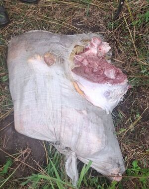 Hallan dos bolsas de carne vacuna producto de abigeato en el Asentamiento San Miguel