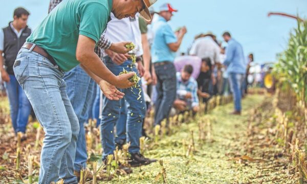 El sector agrícola ocupa el 17% del total del sistema bancario