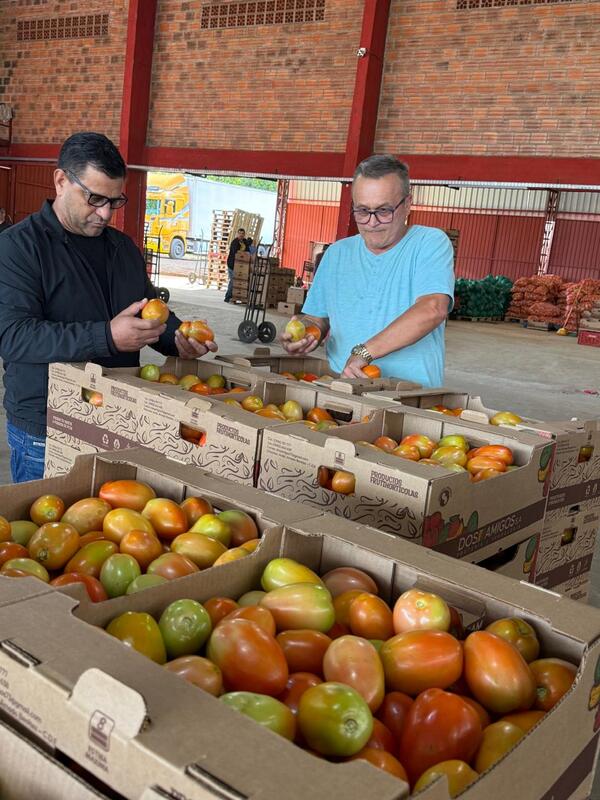 Productor concreta el primer envío de 30 toneladas de tomate a la Argentina - La Clave