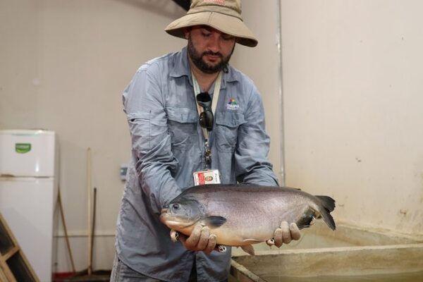 Inician temporada de reproducción de peces para fortalecer fauna íctica - El Independiente