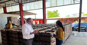 La Nación / Alto Paraná exporta por primera vez tomates y son 28 mil kilos producidos en Yguazú