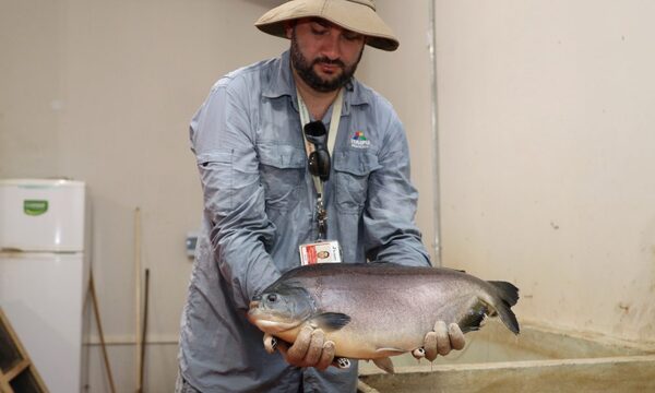 Itaipu inicia la temporada de reproducción de peces para fortalecer fauna íctica