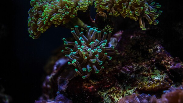 Casi la mitad de las especies de corales tropicales están en peligro de extinción
