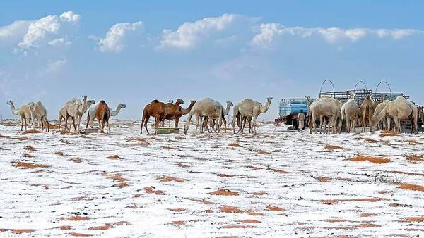 ¡Ponele bufanda al camello! Ahora resulta que también cae nieve en los desiertos...