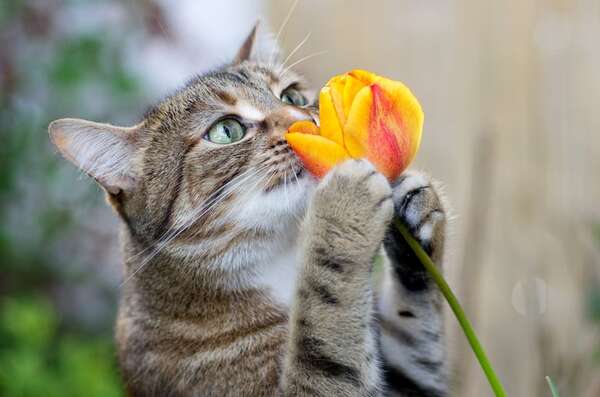 Beneficios de la aromaterapia para reducir el estrés en los gatos - Mascotas - ABC Color