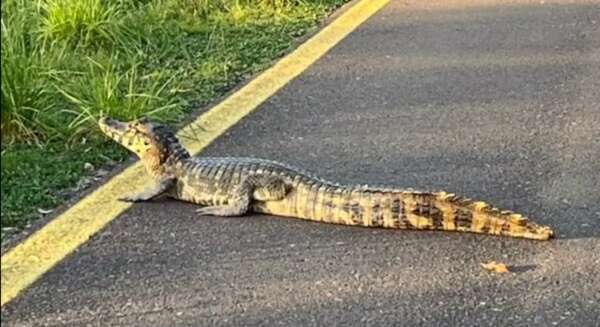 Video de un caimán en el Parque Guasu: ¿qué hacer al ver a este u otros reptiles? - Nacionales - ABC Color