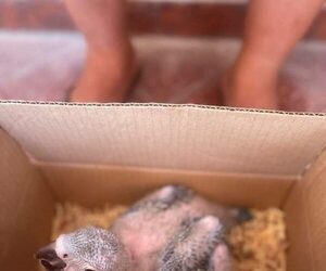 Rescataron a guacamayos bebés y metieron preso a un hombre
