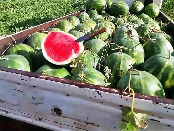 Productores de Tavapy ya cosechan primeras sandías - La Clave