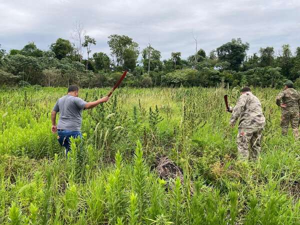 Destruyen dos hectáreas de marihuana en Itakyry - ABC en el Este - ABC Color