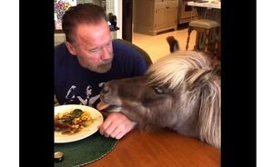 ¡Nde tavy! ¡Todos los animales que tiene Arnold en su casa!