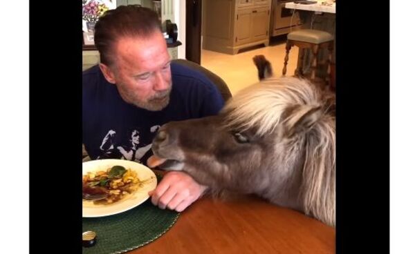 ¡Nde tavy! ¡Todos los animales que tiene Arnold en su casa!