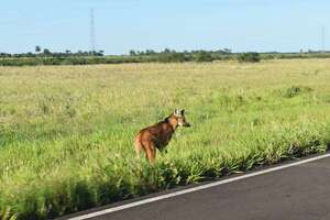 Un atractivo ejemplar de aguará guazú es visto en la zona del embalse de Yacyretá - Nacionales - ABC Color