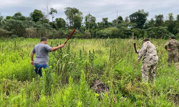Destruyen 2 hectáreas de marihuana en etapa de cosecha durante allanamiento – Diario TNPRESS