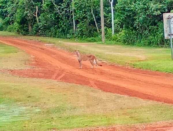 Divisan ejemplar de puma en una de las reservas naturales de Itaipu - .::Agencia IP::.