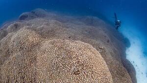 Una expedición científica descubre el coral más grande del mundo