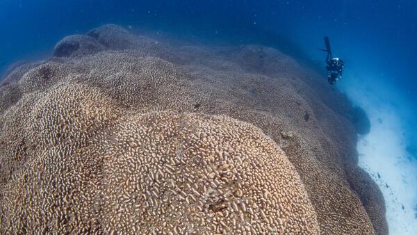 Una expedición científica descubre el coral más grande del mundo