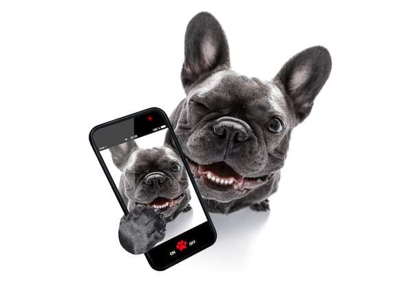 Consejos de fotografía para capturar los mejores momentos de tus mascotas - Mascotas - ABC Color